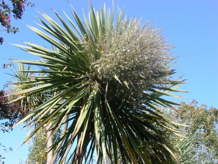 Flowering Palm