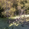 Submerged tree