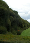 Hedge