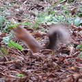 Fast squirrel