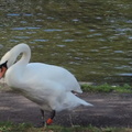 31-Swan