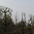 Angular trees
