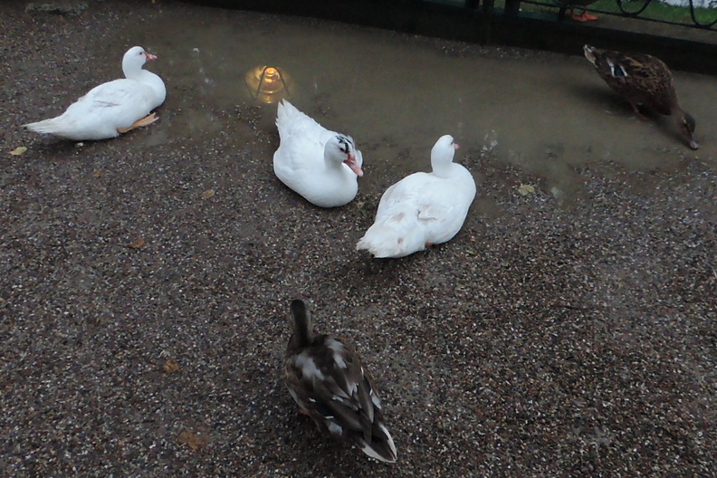 052-Ducks.jpg