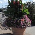 Potted plants