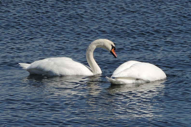 106-Swans.jpg
