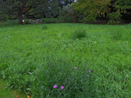 Wild garden