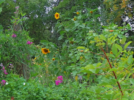 Sunflowers