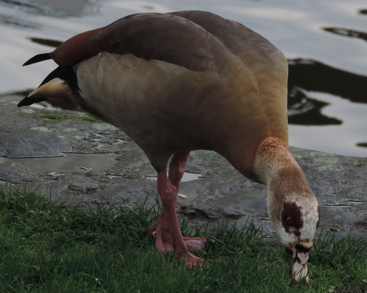 29-Goose.jpg