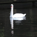 Swan