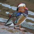 Mandarin Duck