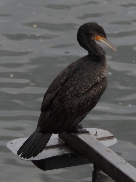 Cormorant