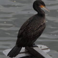 Cormorant