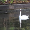 Swan