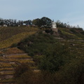 Vineyards