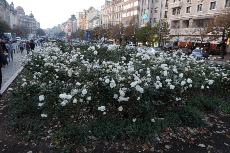 White roses