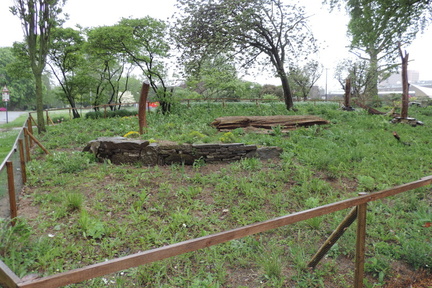 Wild garden