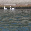 65-Swans
