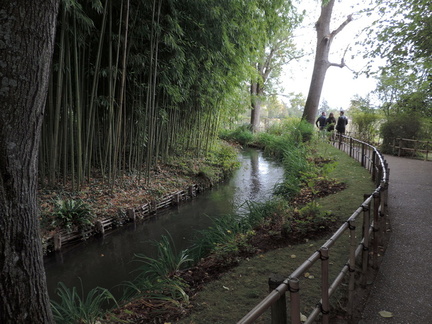 Bamboo by river