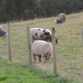Assorted sheep
