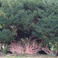 Gnarled bush