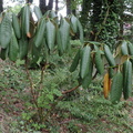 Droopy leaves