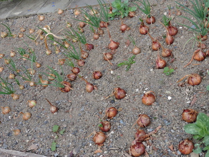 Bulbs