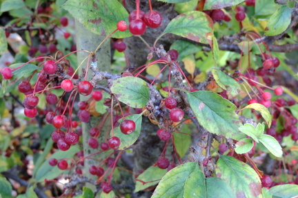 Berries