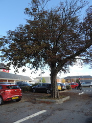 Tree in a car park