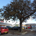 Tree in a car park