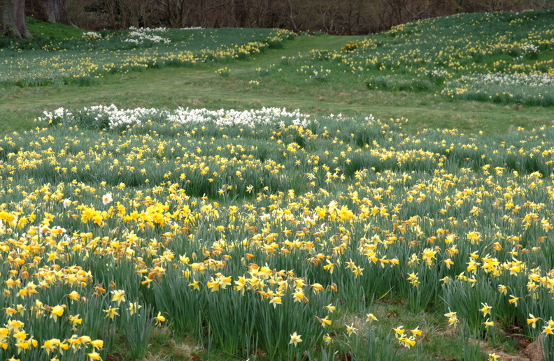11-Daffodils.jpg