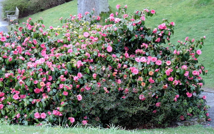 Pink bush