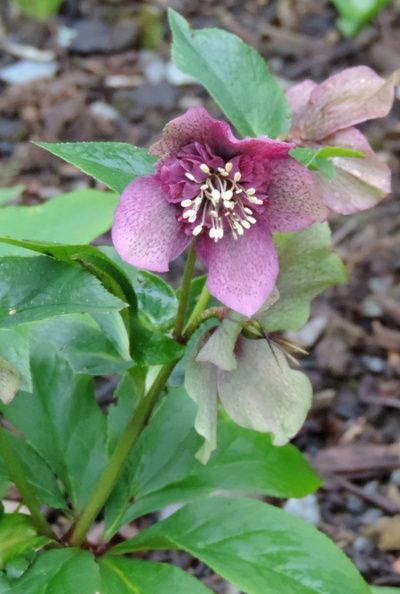 Purple flower