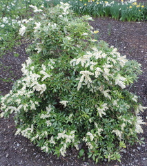 White bush