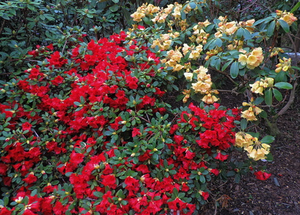 Red and yellow bushes