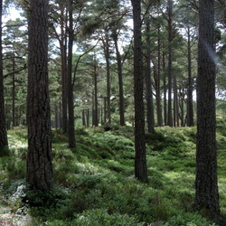 Carrbridge