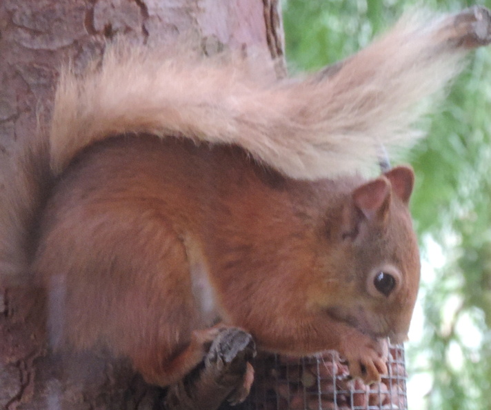 06-RedSquirrel.jpg