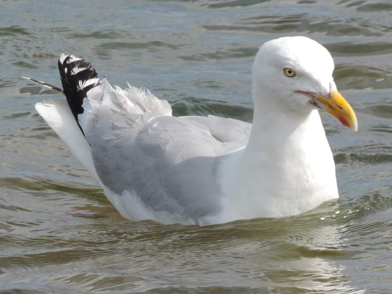 26-Seagull.jpg