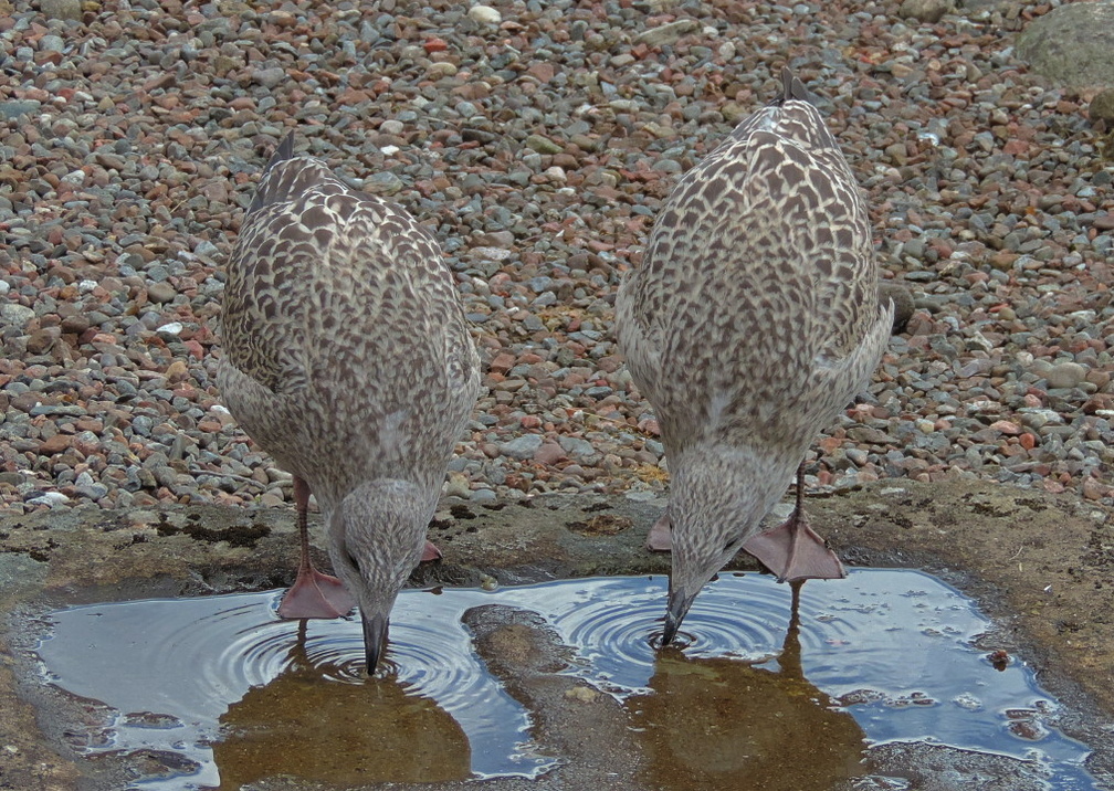 Gulls