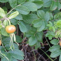 Rose hips