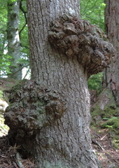 Lumpy tree