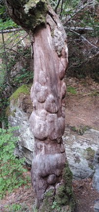 Knobbly tree