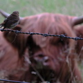 Bird meets cow