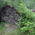Toppled tree