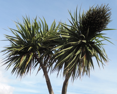 Flowering palm tree