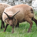 Manx Sheep
