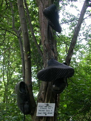 Shoe tree