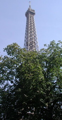 Eiffel Tower through trees