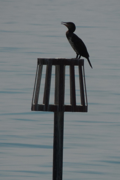 05-Cormorant.jpg