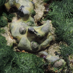 Limpets and Anemone