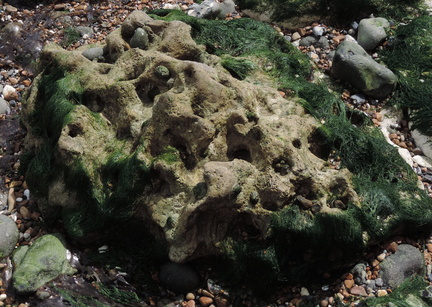 Limpets on a rock